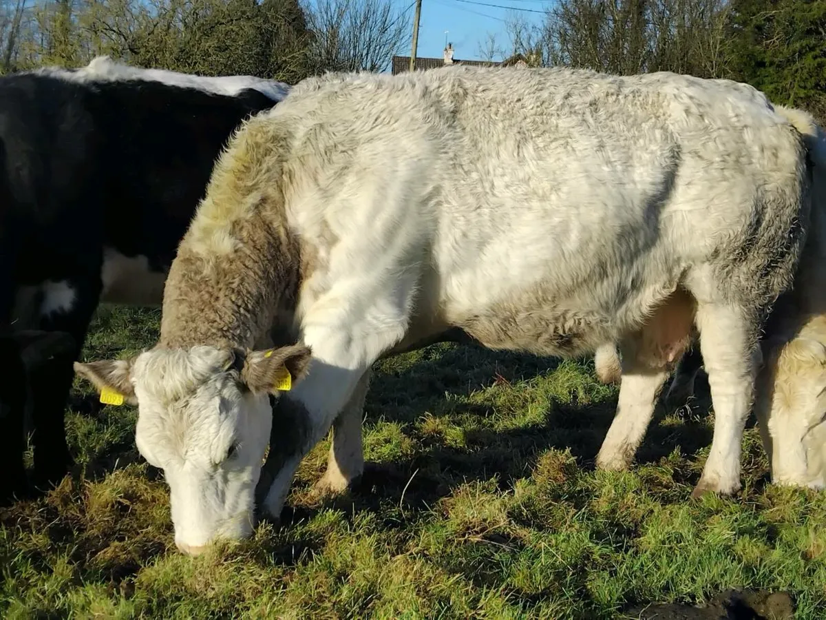 Belgian Blue In-Calf Cow - Image 1