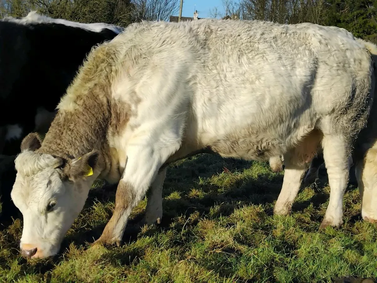 Belgian Blue In-Calf Cow - Image 3
