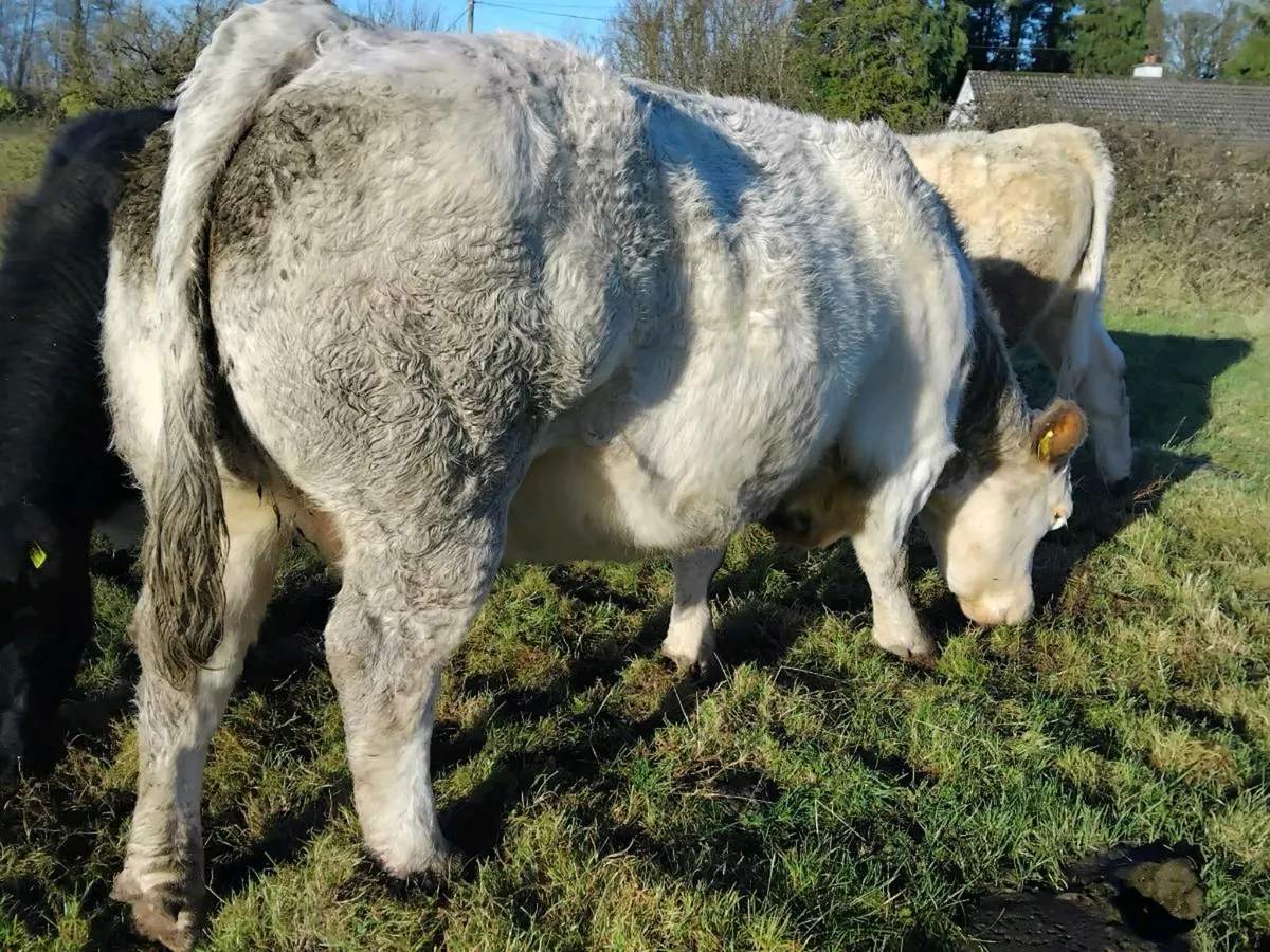 Belgian Blue In-Calf Cow - Image 4