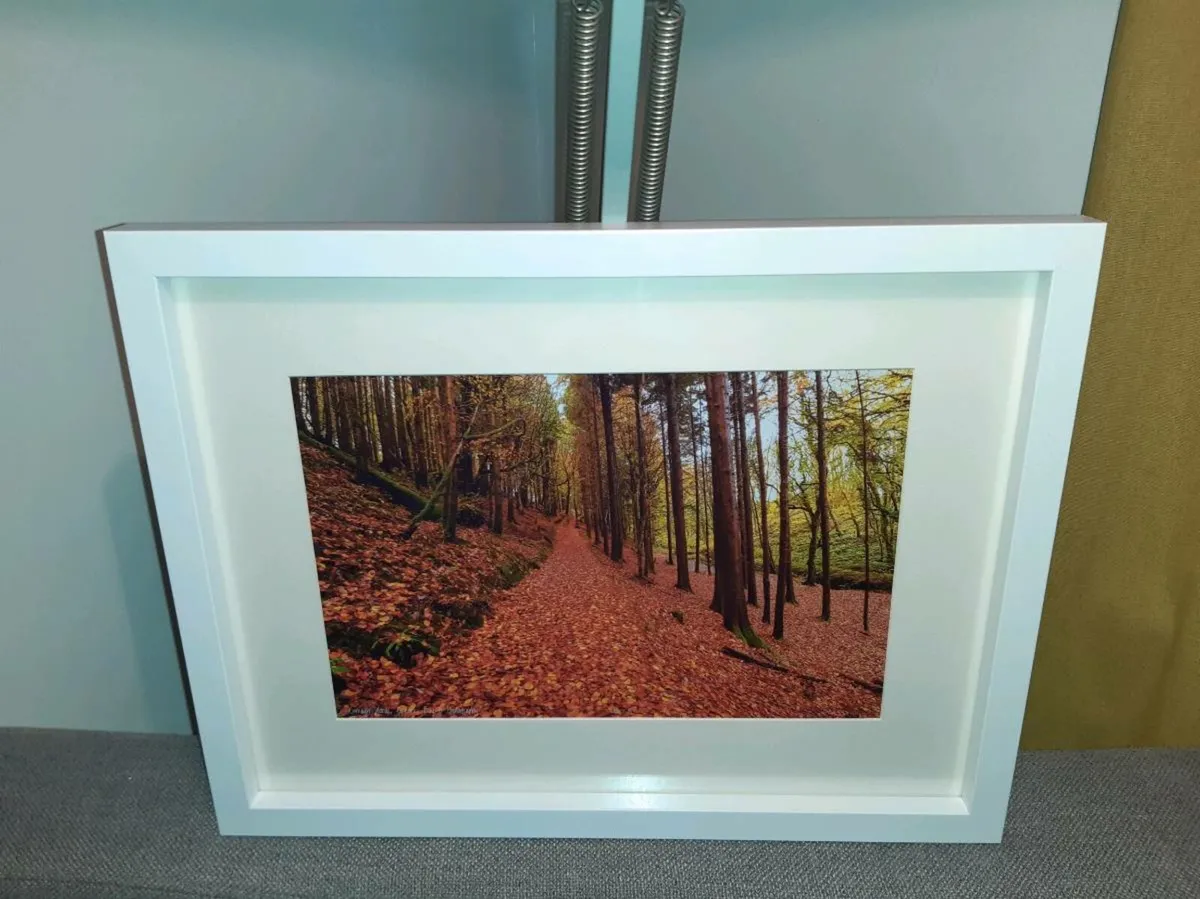 Curragh Woods - Image 3