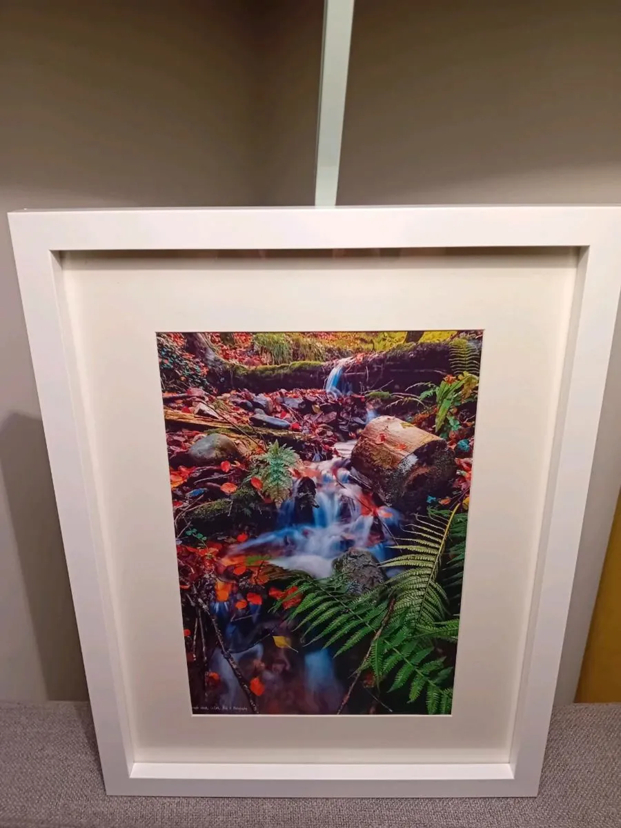 Curragh Woods - Image 2