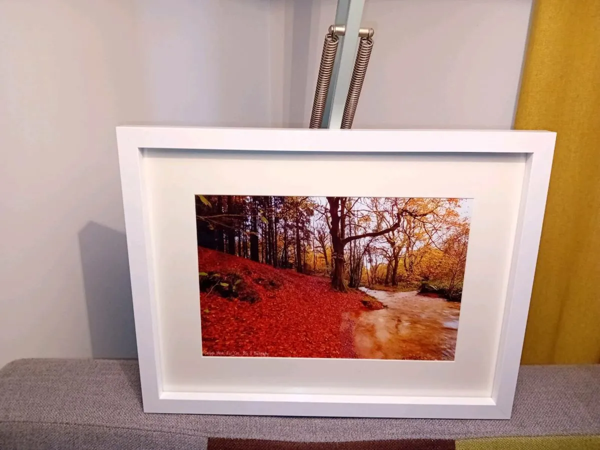 Curragh Woods - Image 4