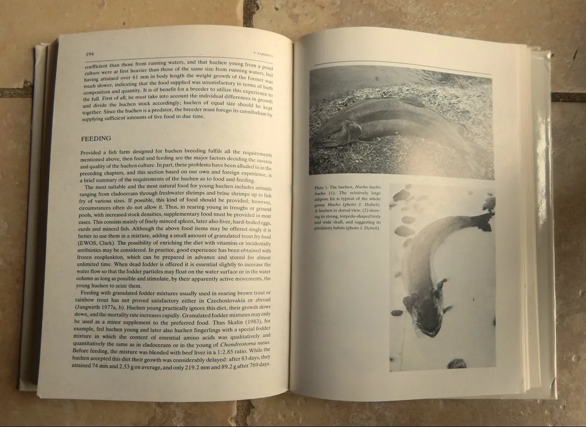 Rare Edition of The Eurasian Huchen Salmon - Image 2