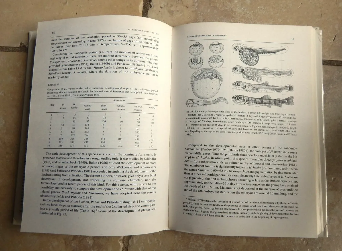 Rare Edition of The Eurasian Huchen Salmon - Image 3