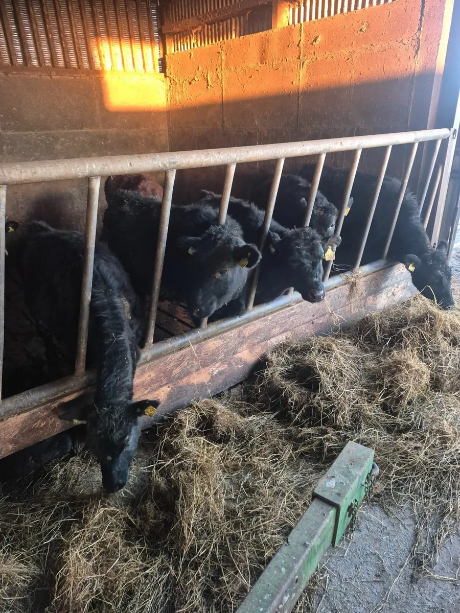 Angus weanlings - Image 1