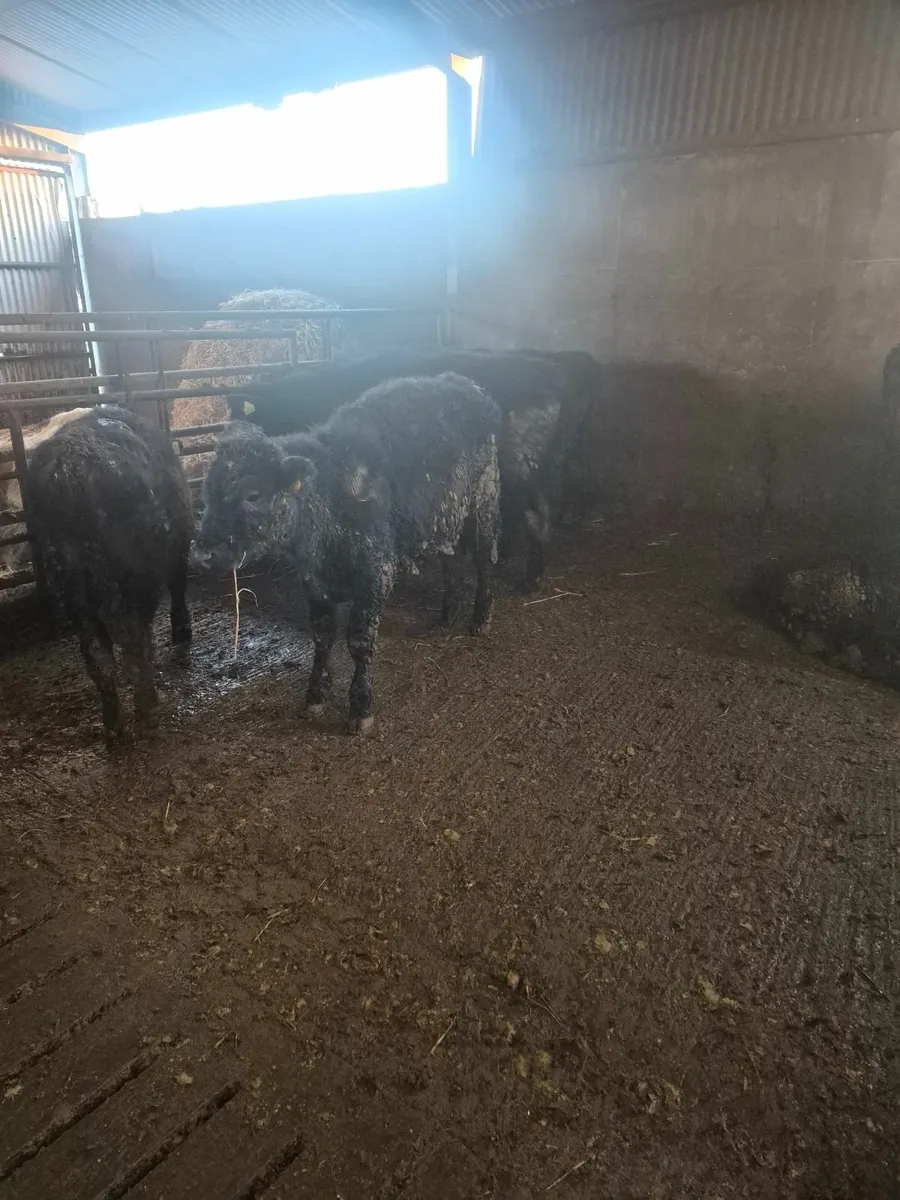 Angus weanlings - Image 2