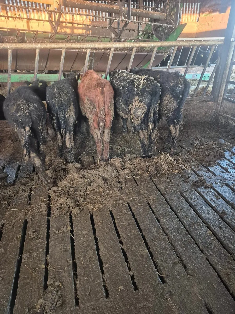 Angus weanlings - Image 3