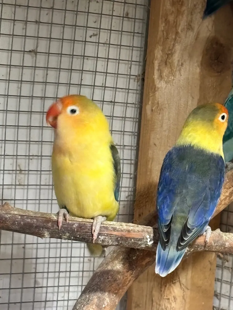 Lovebirds Fischers - Image 1