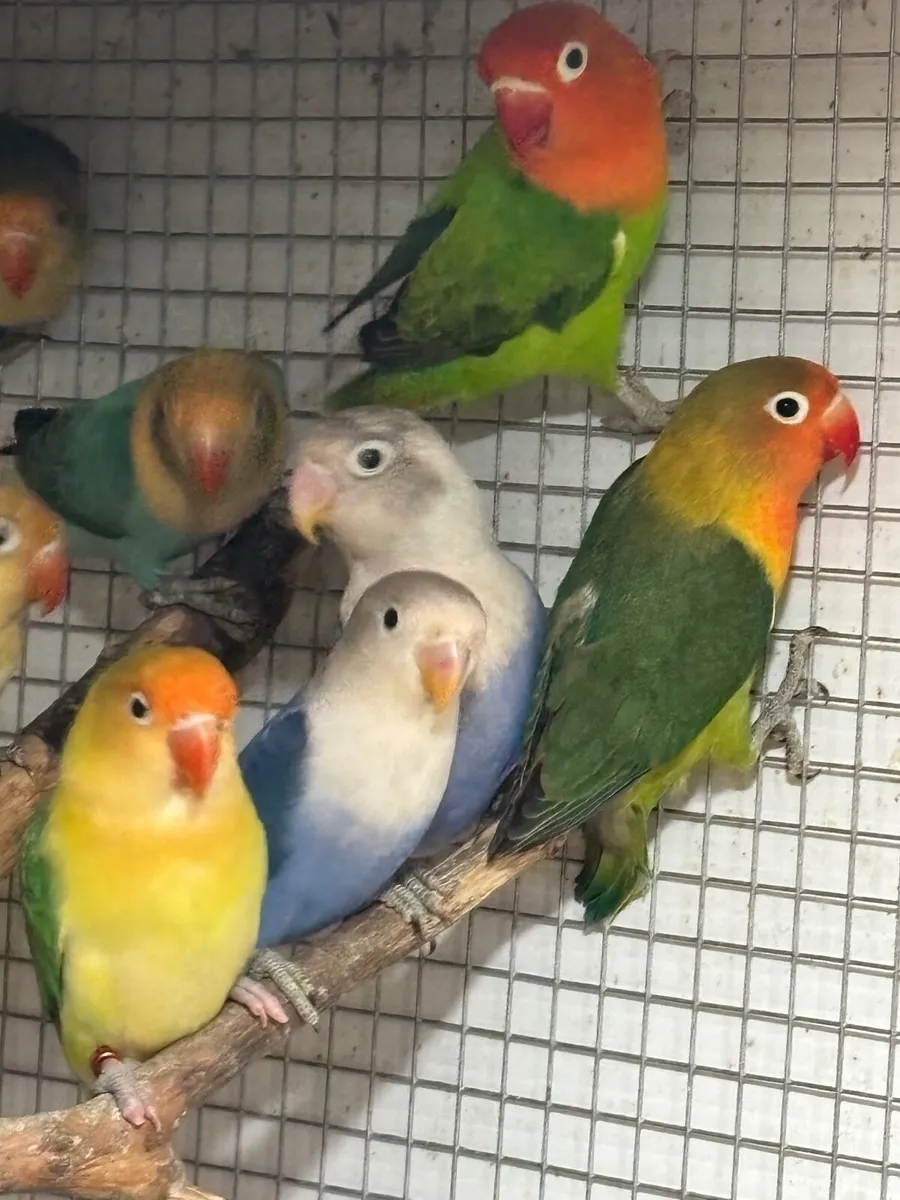 Lovebirds Fischers - Image 2