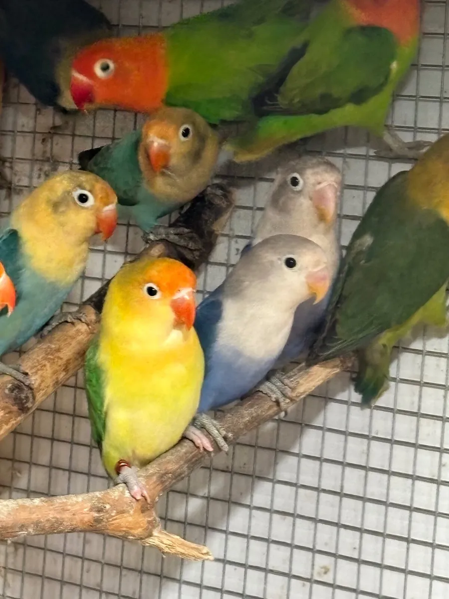 Lovebirds Fischers - Image 3