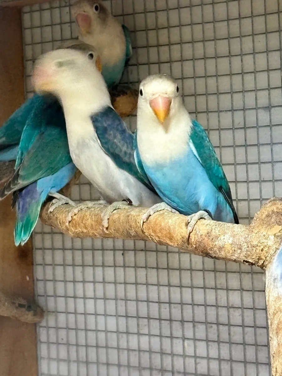 Lovebirds Fischers - Image 4