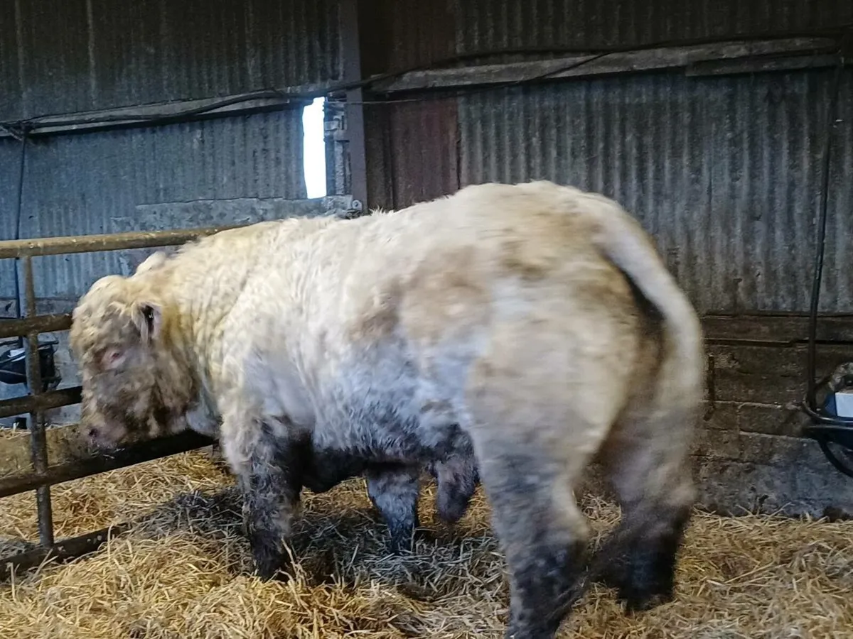 PBR CHAROLAI BULL - Image 2