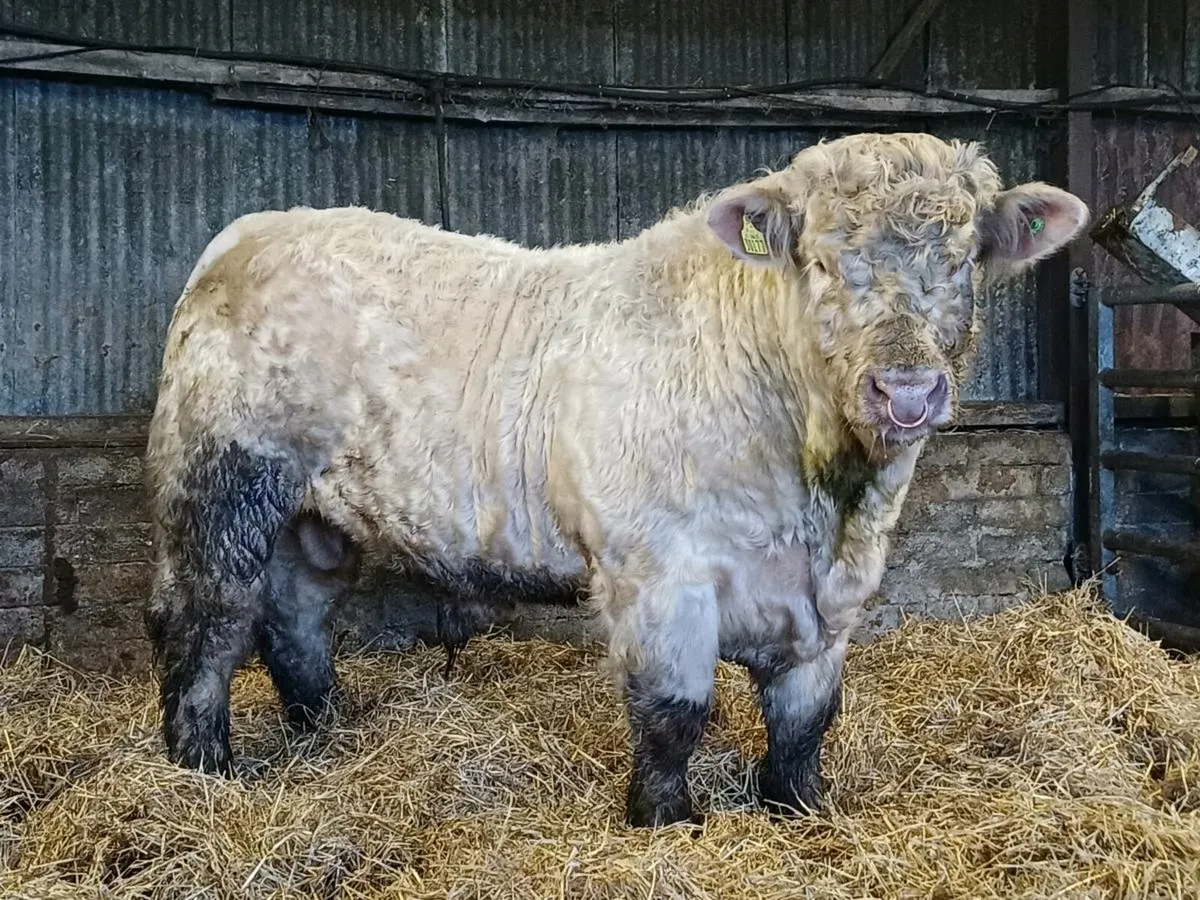 PBR CHAROLAI BULL - Image 4