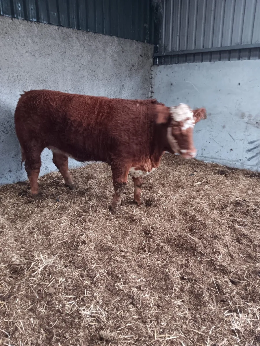 Simmental x limousine Heifer - Image 1
