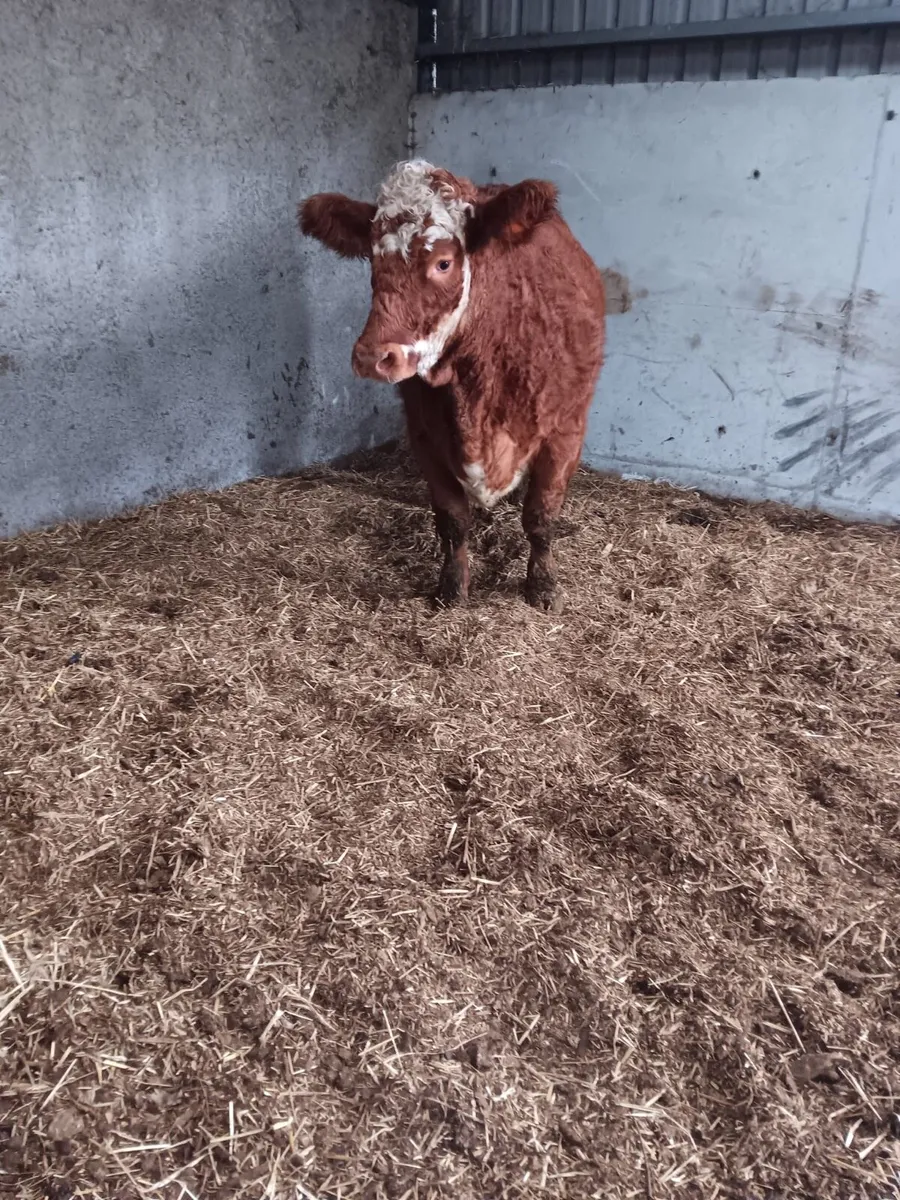 Simmental x limousine Heifer - Image 3