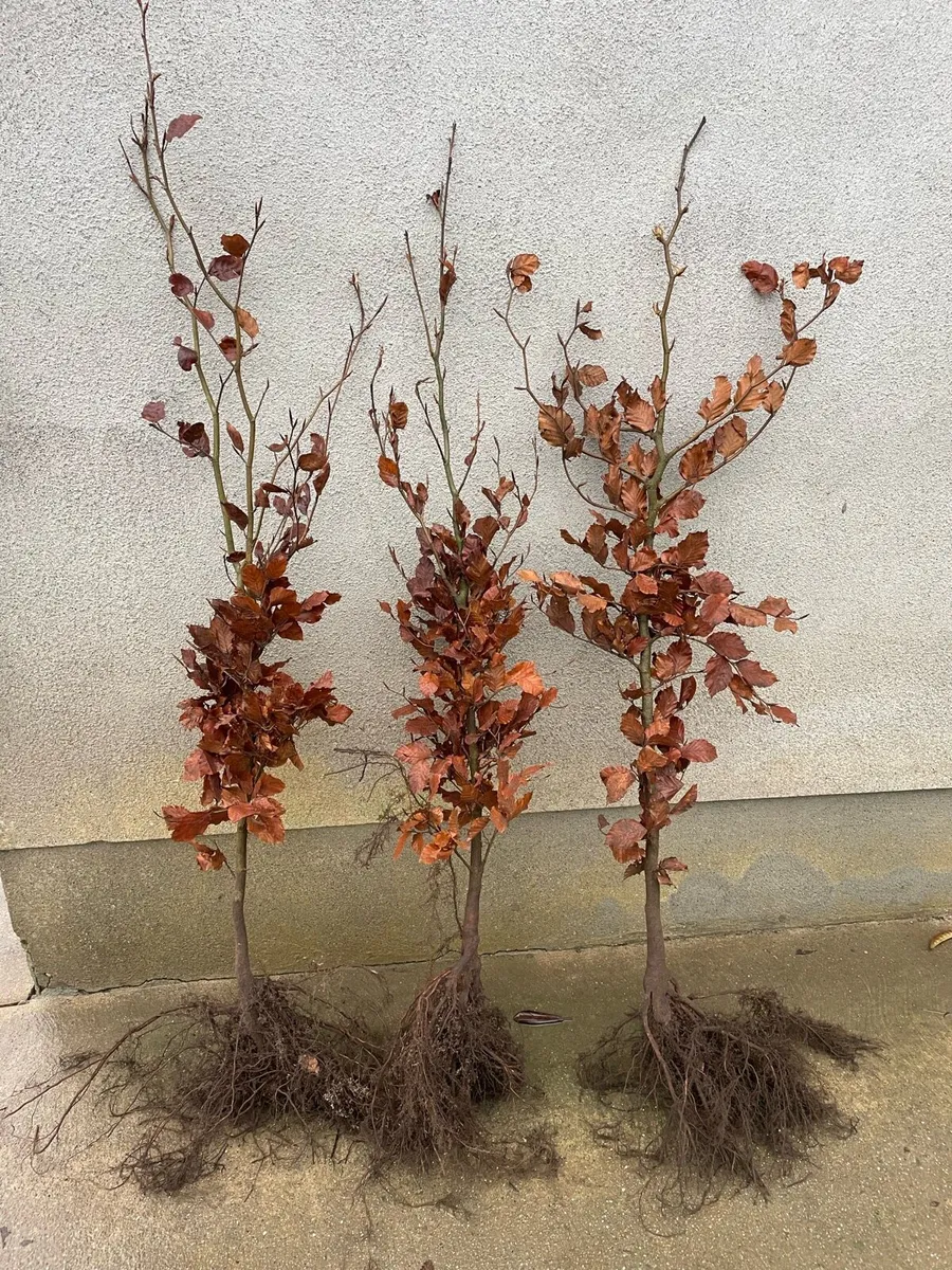 Hedging & Trees - Image 2