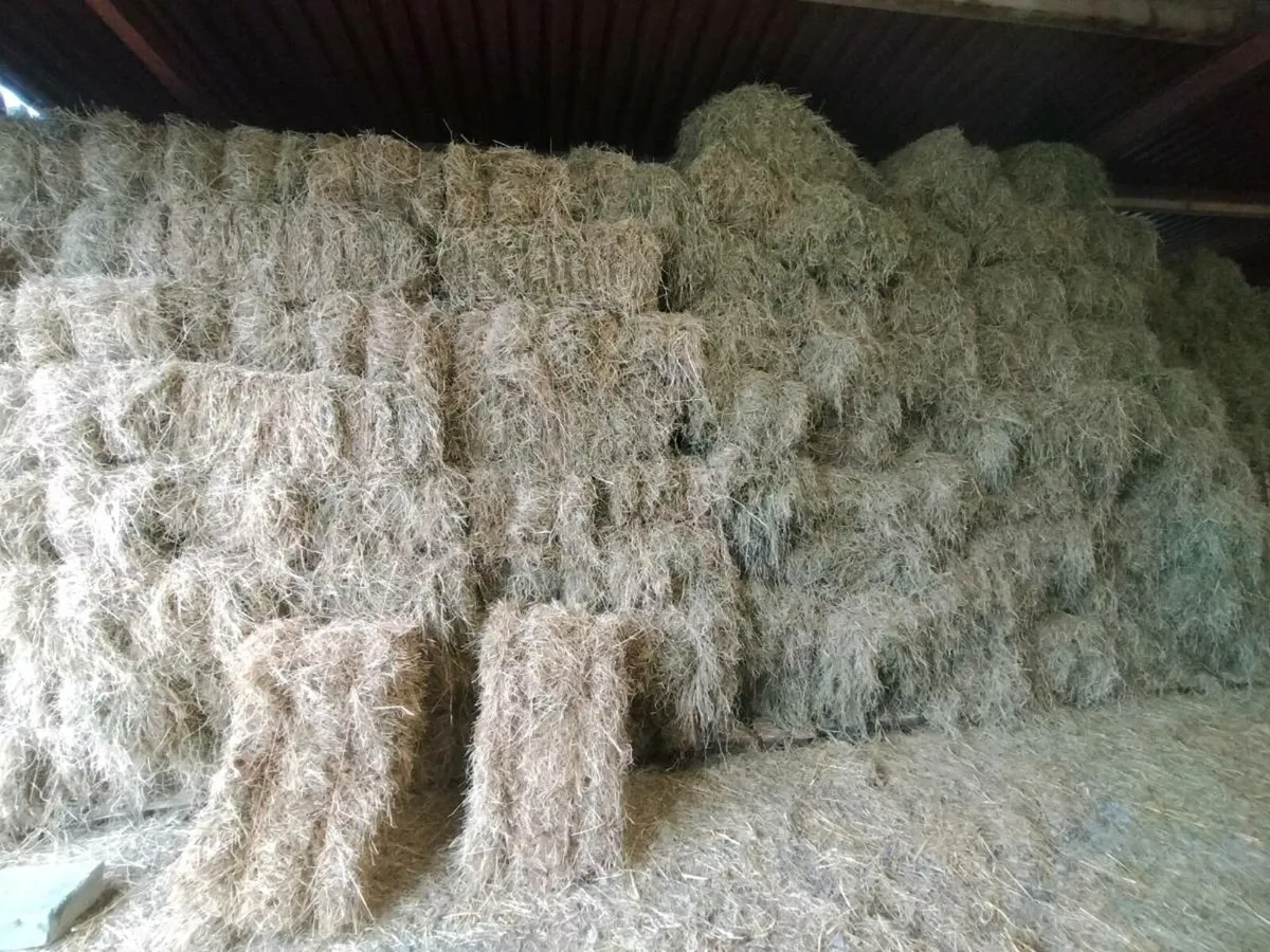 Square bales of hay