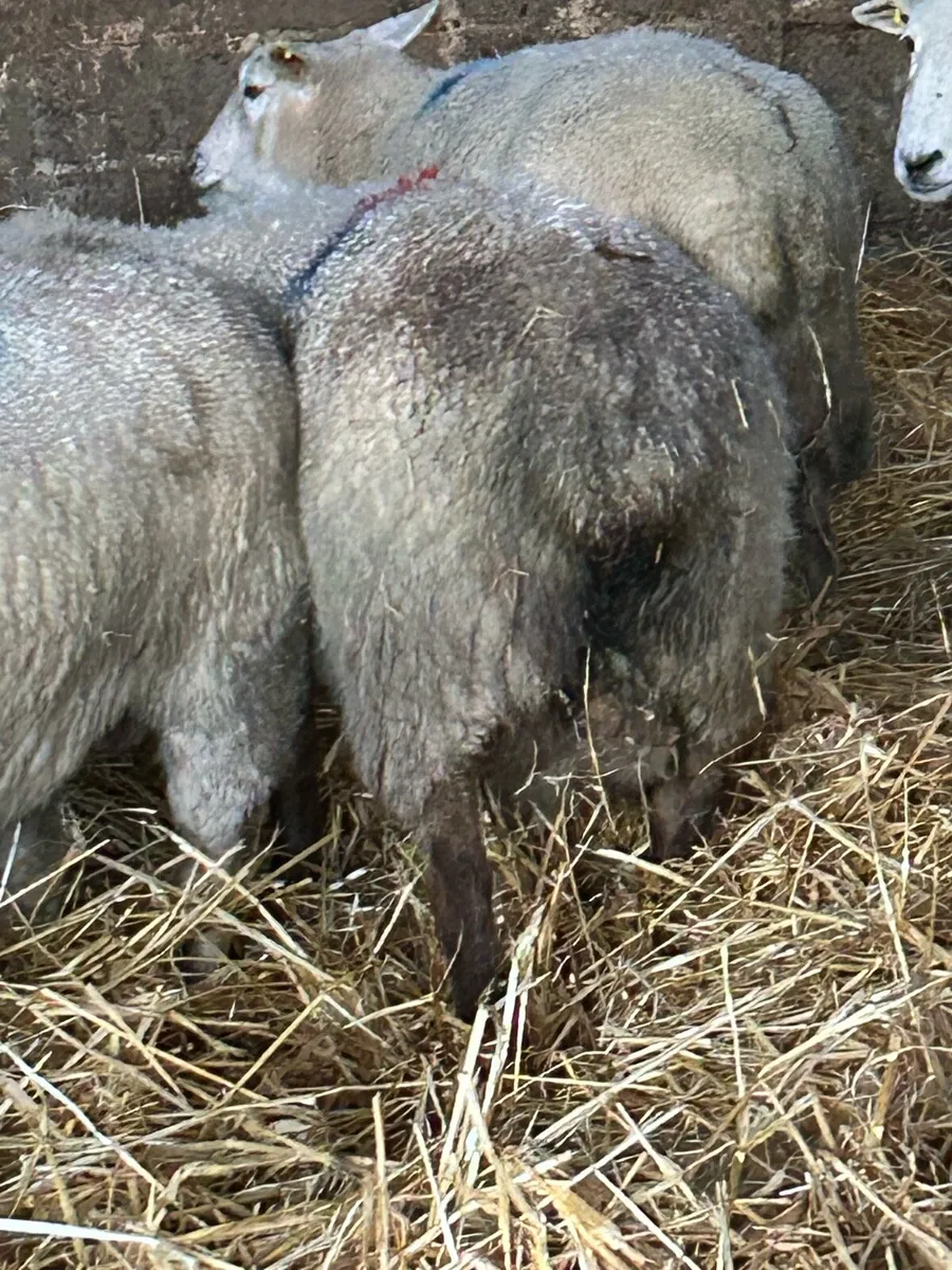 Foster ewe - Image 2