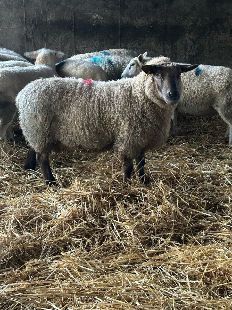 Foster ewe - Image 1