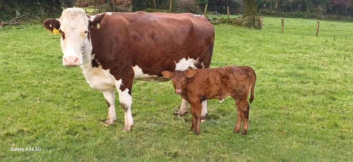 Organic Cow & Calf - Image 3