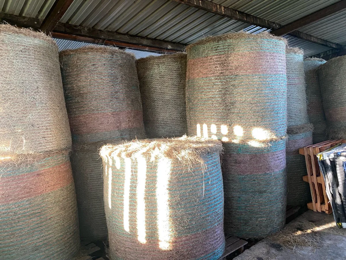 Round bales of hay - Image 1