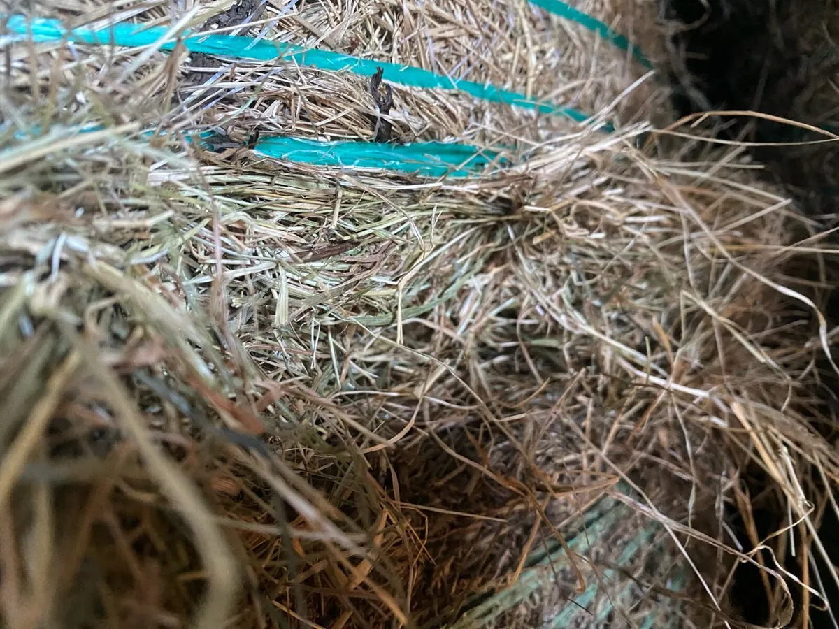 Round bales of hay - Image 2