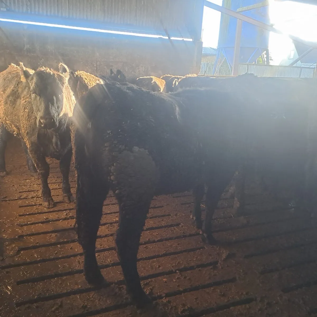 50 Angus and Hereford heifers for sale - Image 3