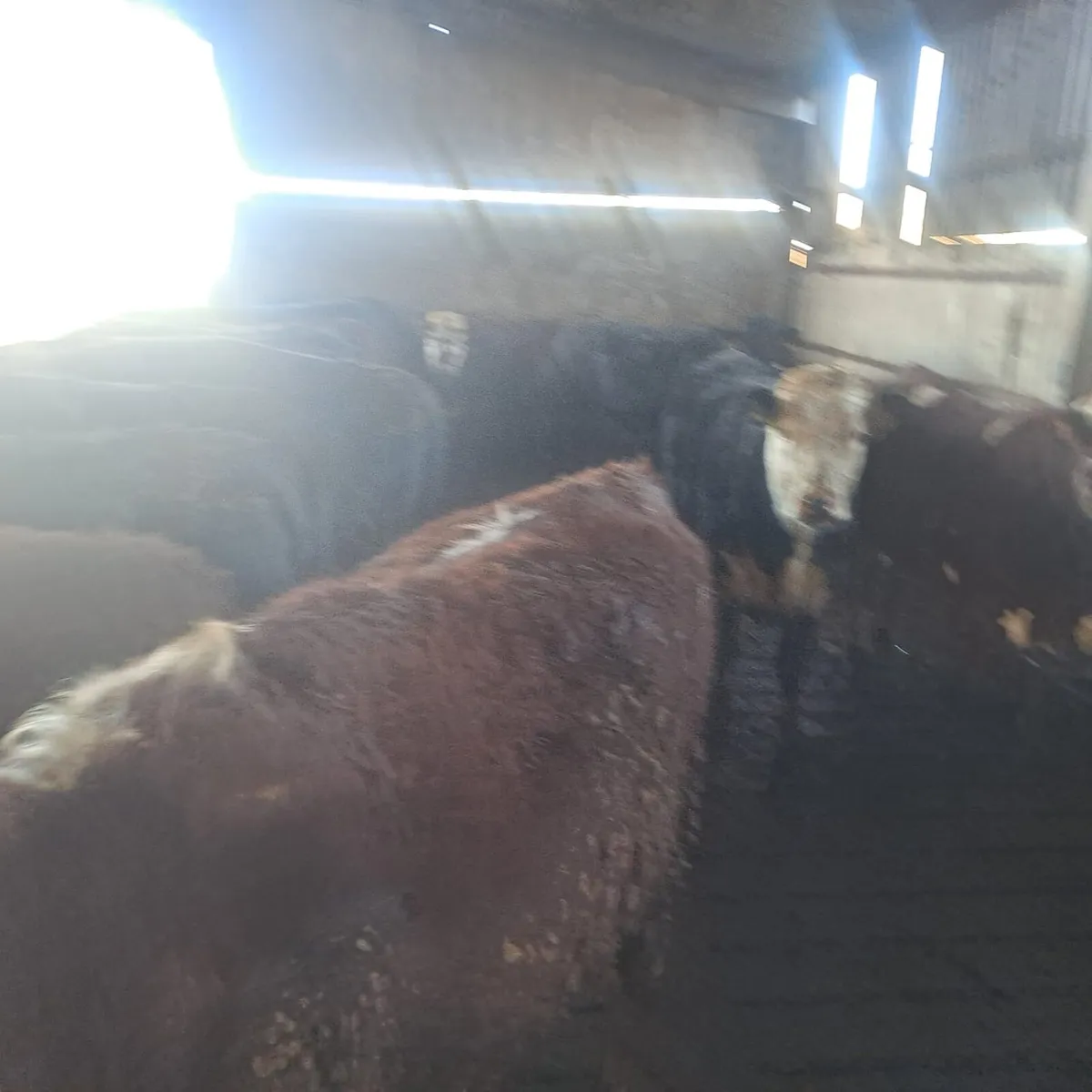 50 Angus and Hereford heifers for sale - Image 4