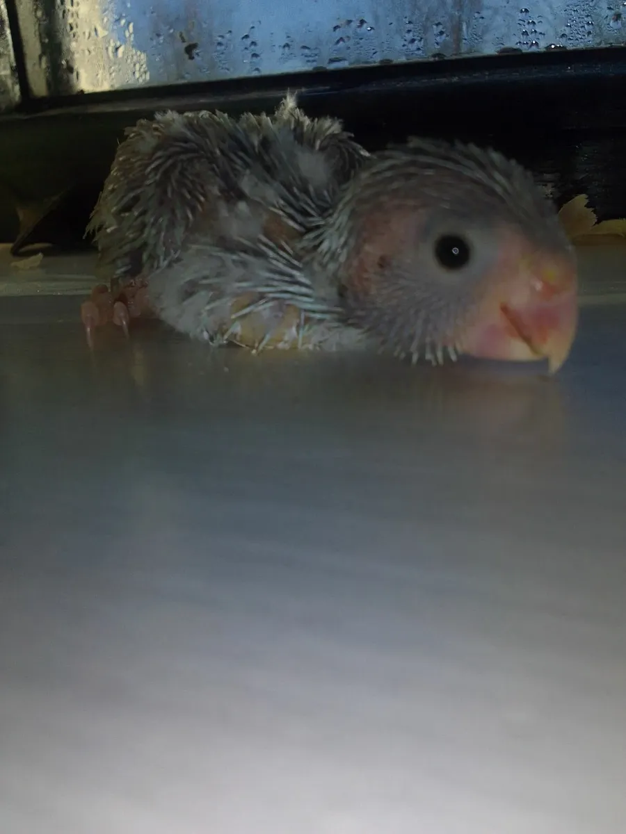 Parrotlets 🐦🐦🐦 - Image 2