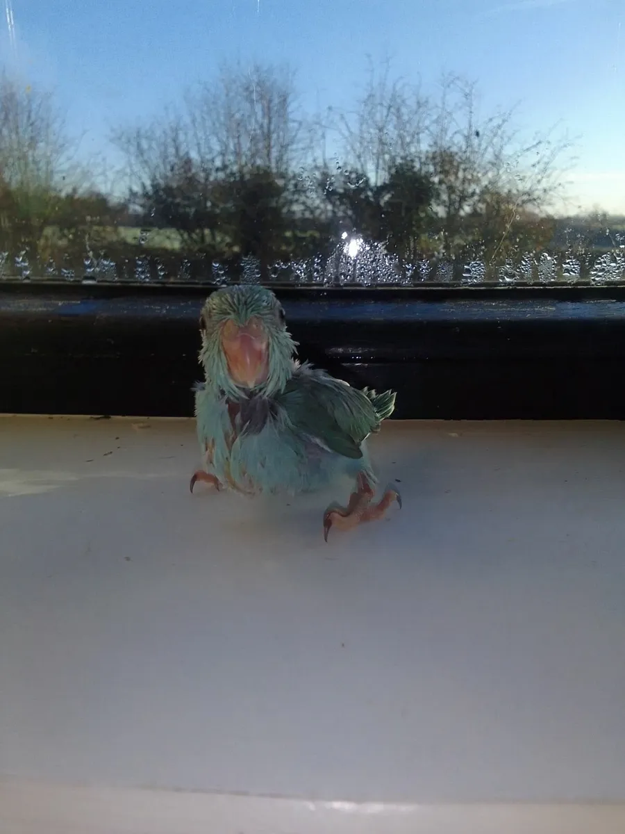 Parrotlets 🐦🐦🐦 - Image 3