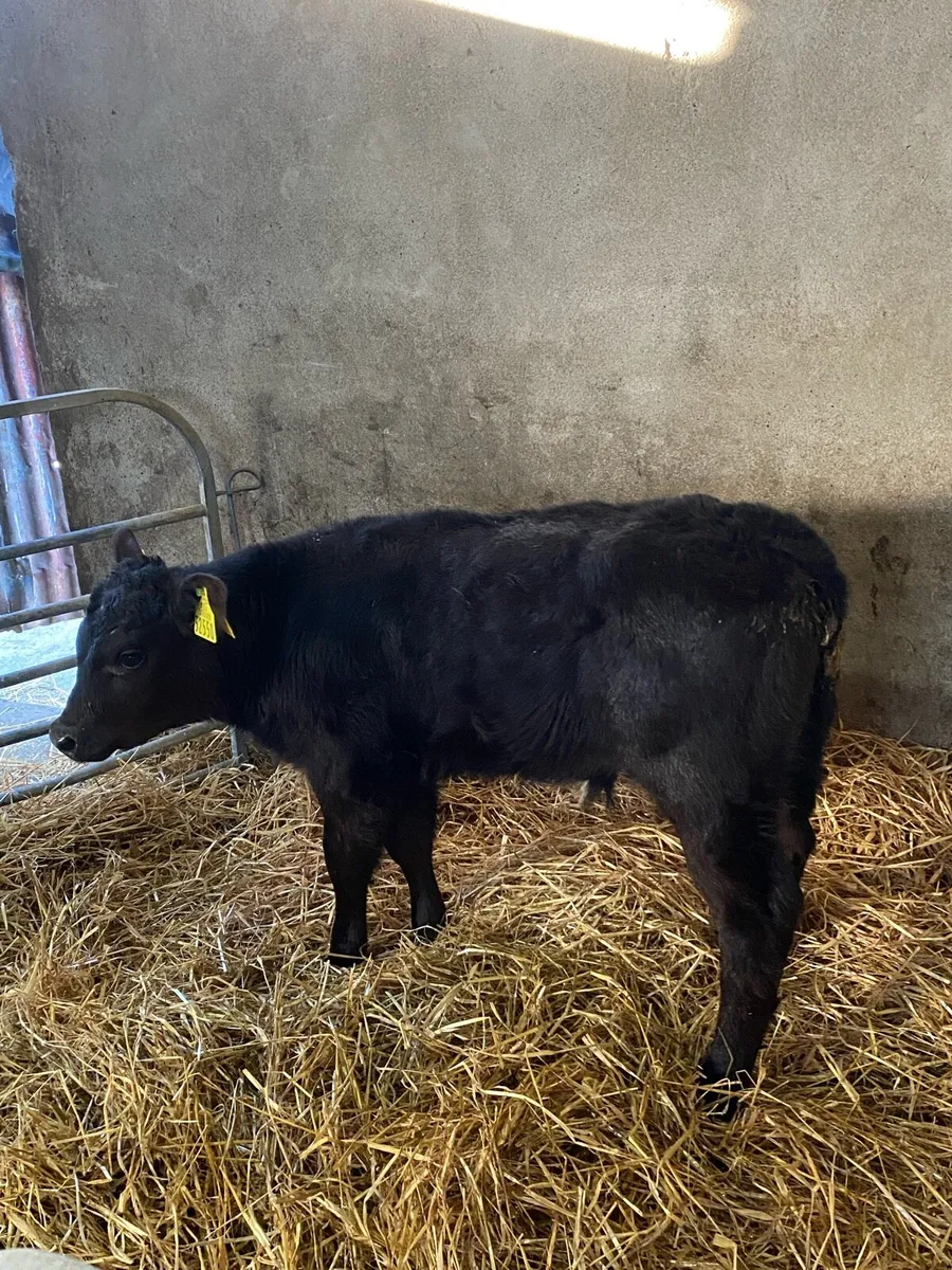 Angus Bull calf AAX 70kg - Image 1