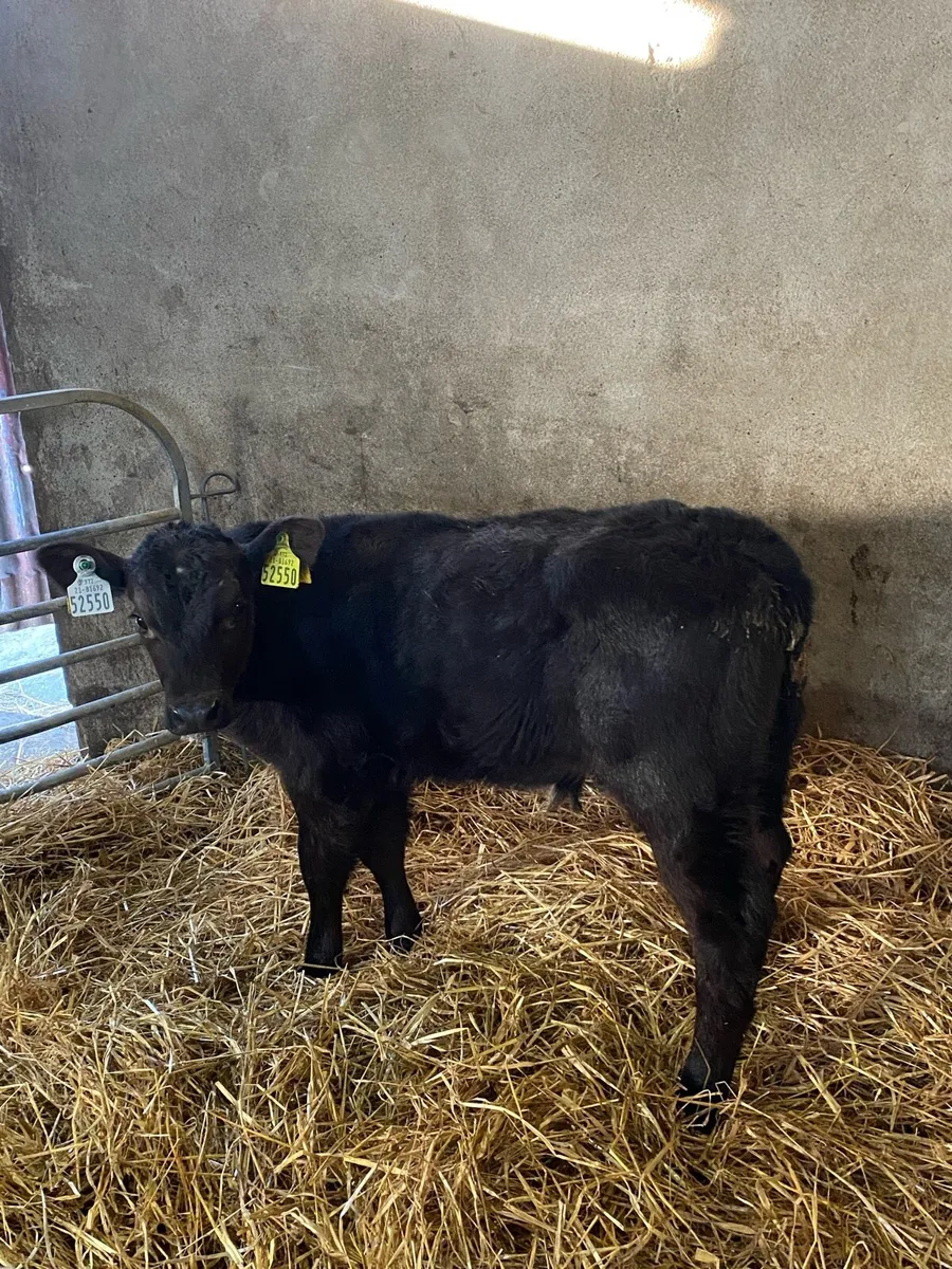 Angus Bull calf AAX 70kg - Image 2