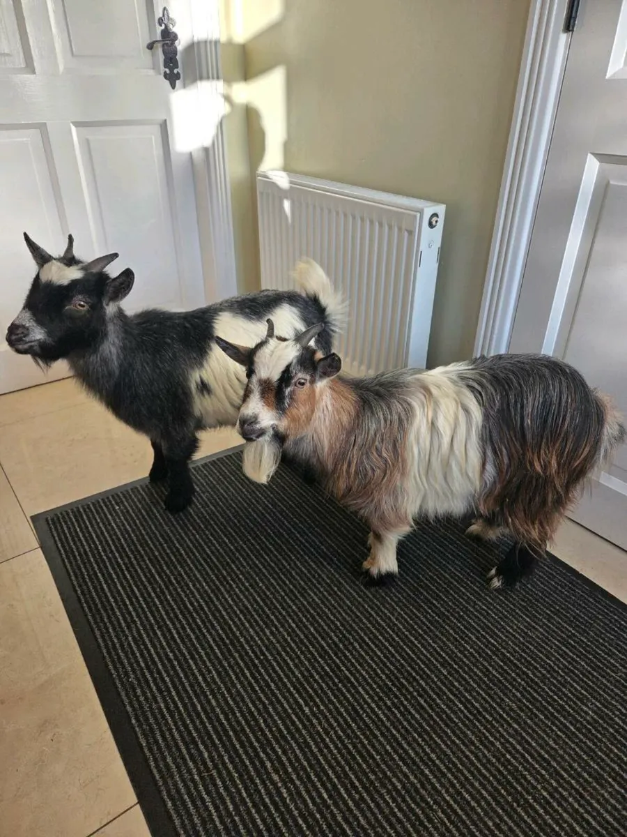 2 female pygmy goats - Image 1