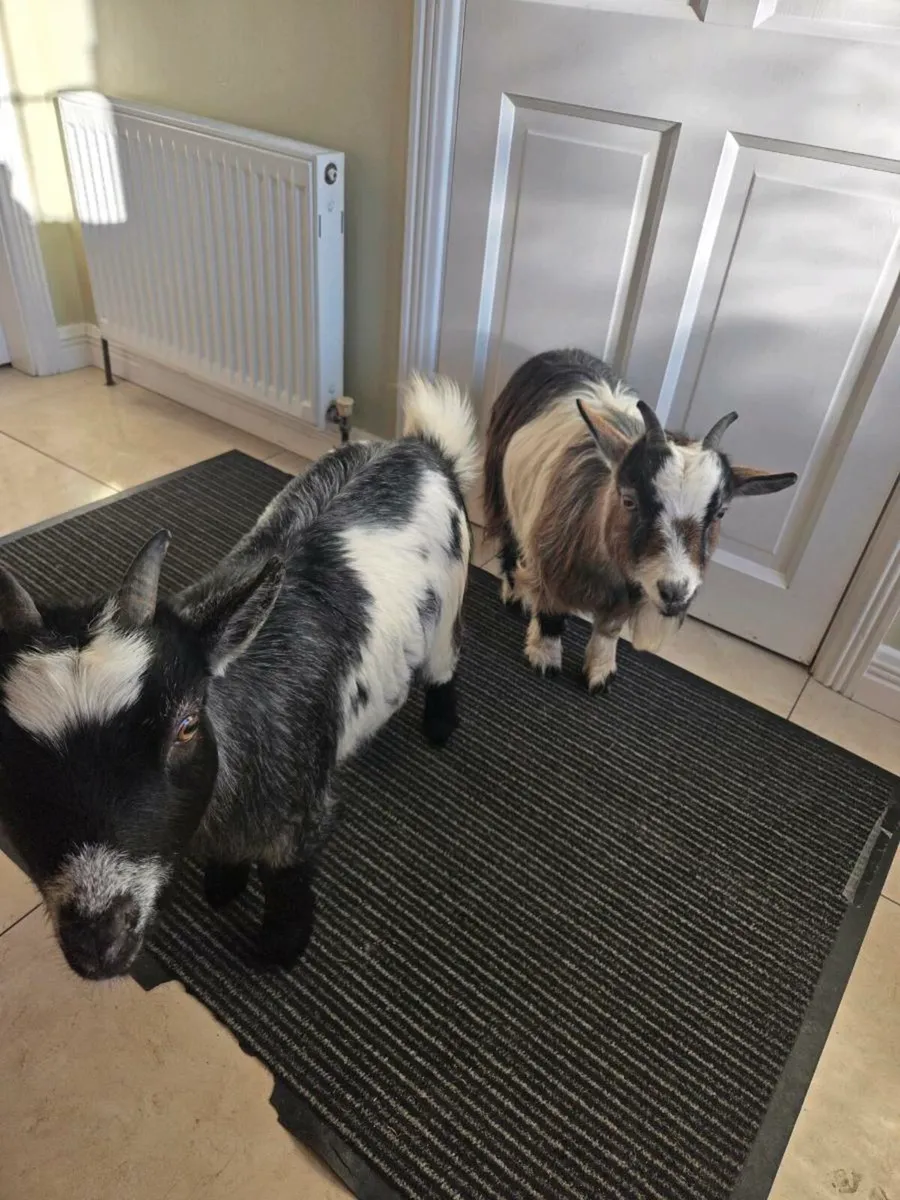 2 female pygmy goats - Image 2