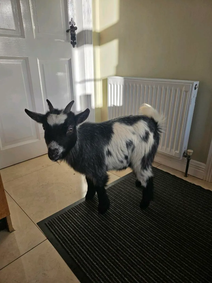 2 female pygmy goats - Image 3