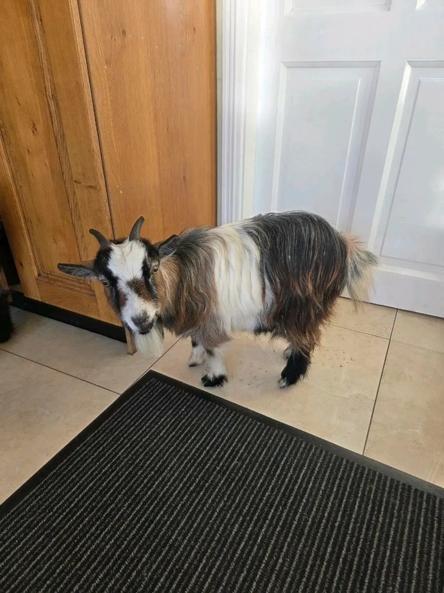 2 female pygmy goats - Image 4