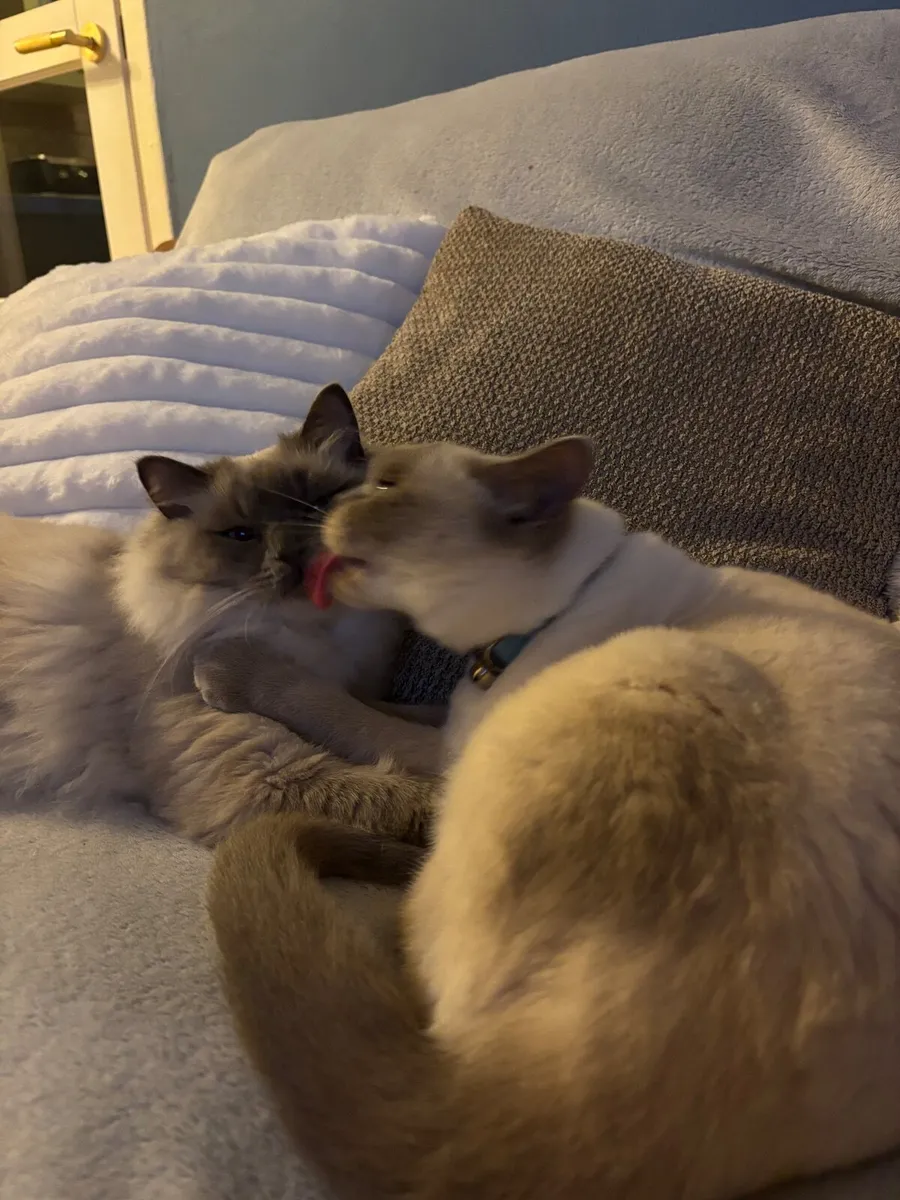 Ragdoll male & British shorthair female - Image 2