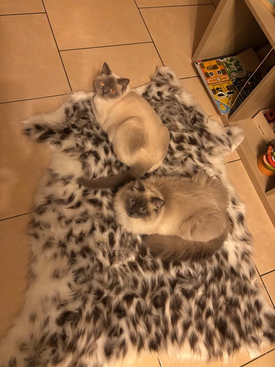Ragdoll male & British shorthair female - Image 3