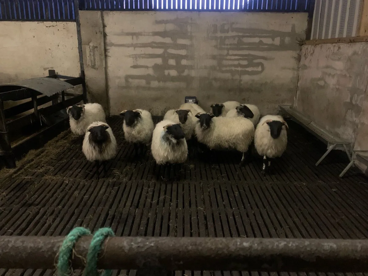 Mountain ewe lambs - Image 1