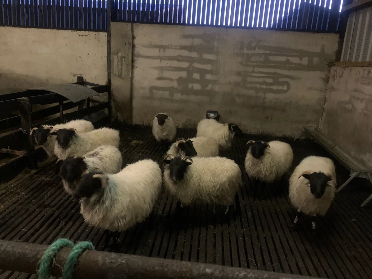 Mountain ewe lambs - Image 2