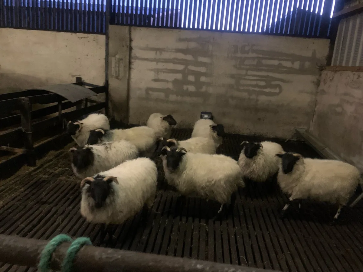 Mountain ewe lambs - Image 3