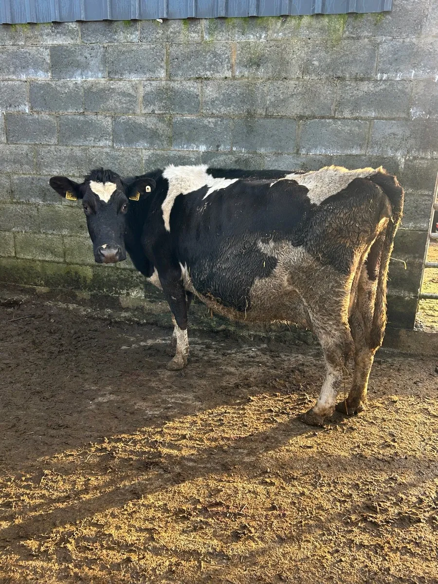 Incalf FR cow - Image 2