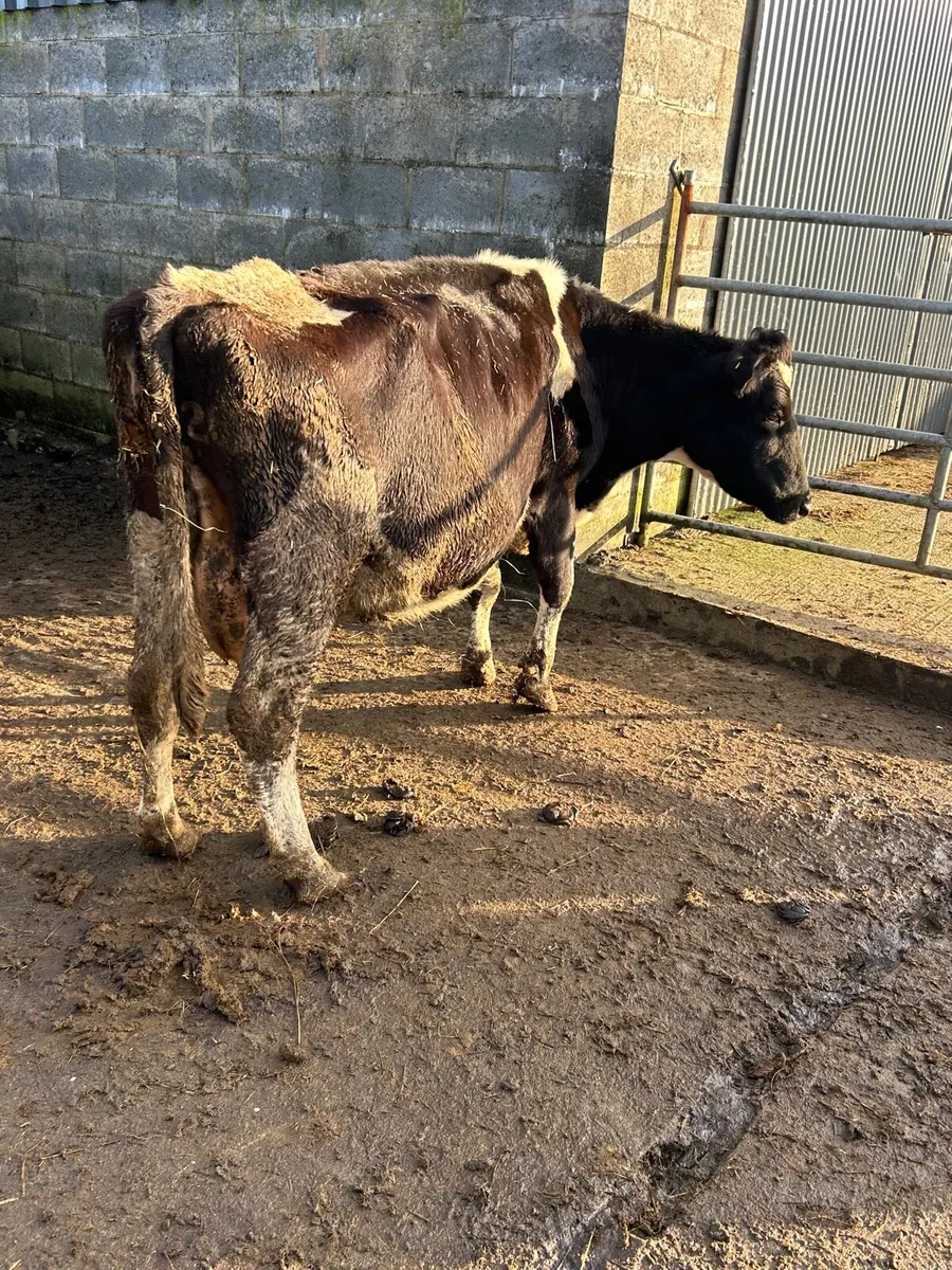 Incalf FR cow - Image 3