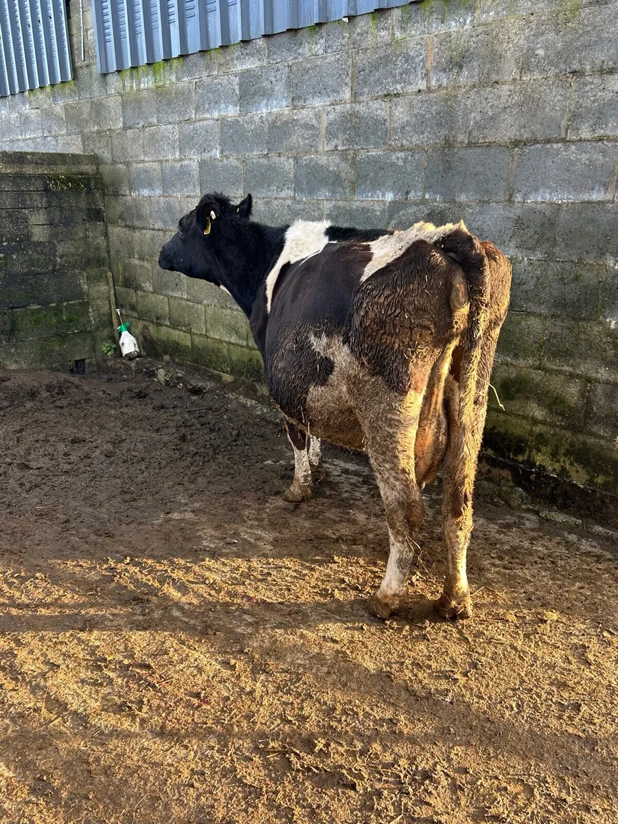 Incalf FR cow - Image 4