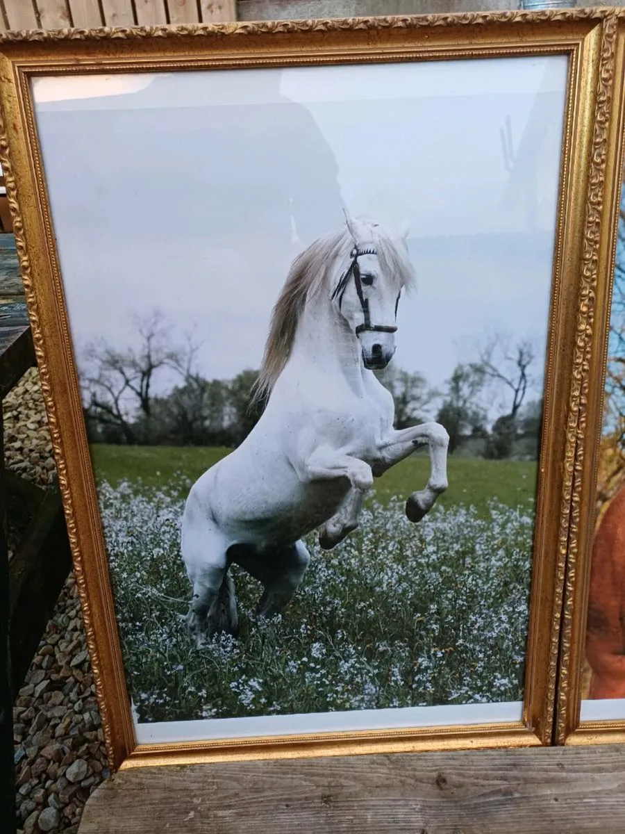 Large Vintage Equestrian Pictures - Image 4