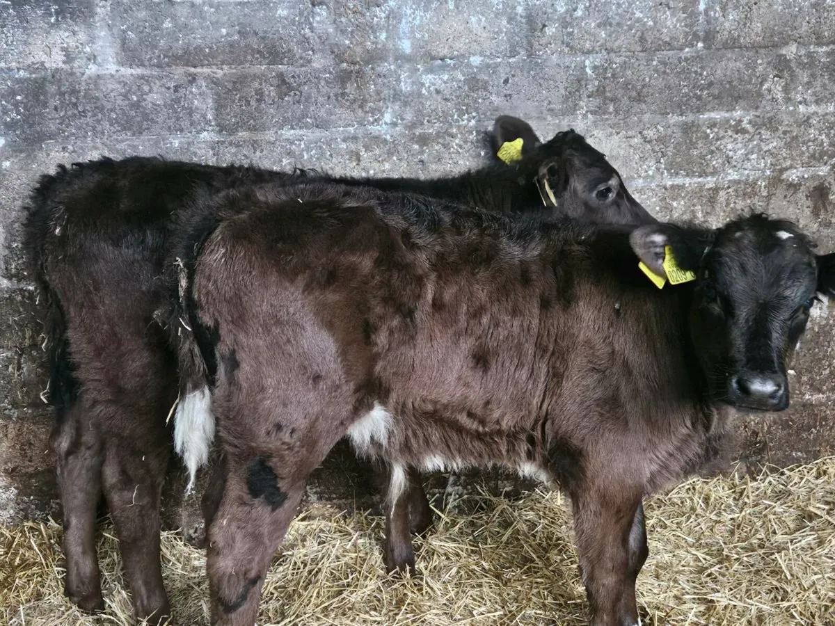2 limousine bull calves - Image 1