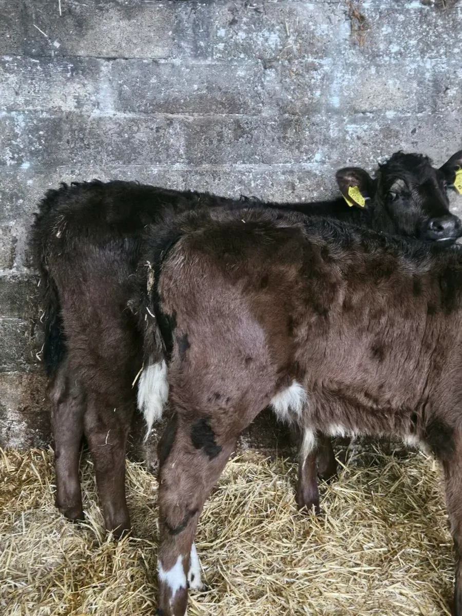 2 limousine bull calves - Image 2