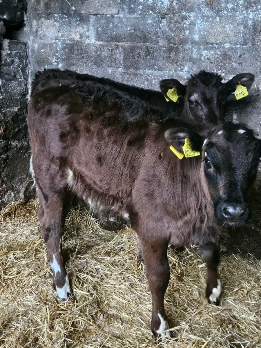 2 limousine bull calves - Image 3