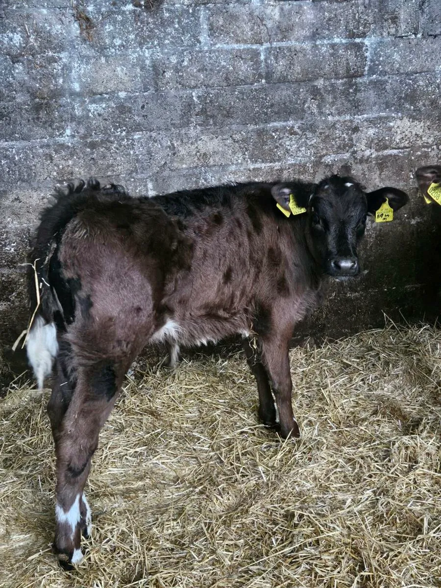 2 limousine bull calves - Image 4