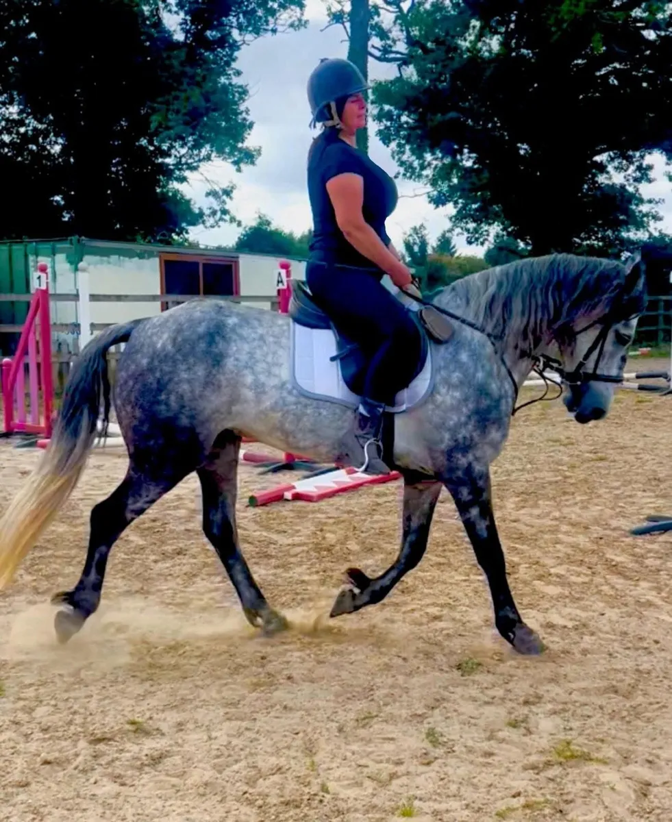 Livery-share 15.2 Connemara and 16.2 Irish Draught - Image 1